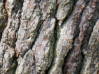 Bark of a mature individual Pinus strobus at Maudslay State Park, Newburyport, MA. The species has a highly furrowed appearance. Estimated diameter is 2.5 feet. photo