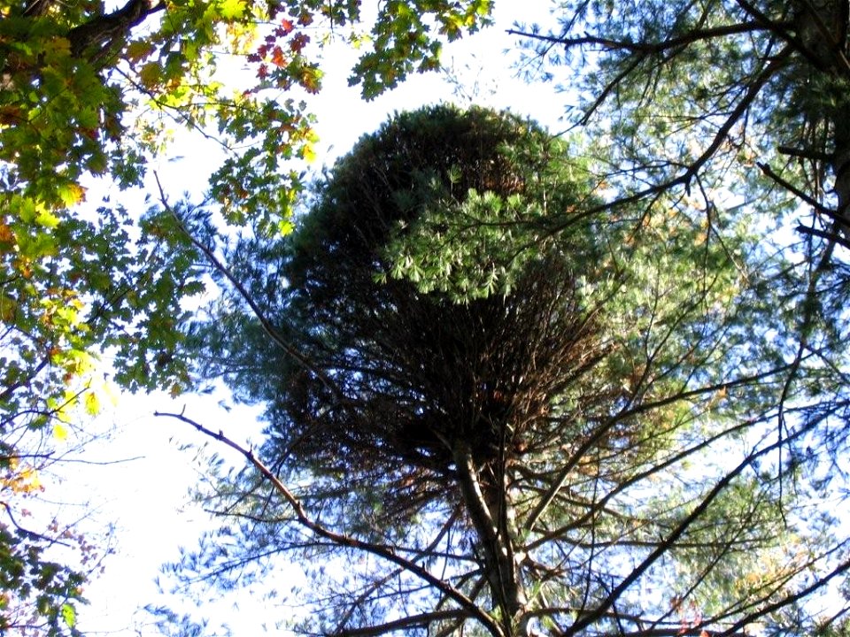 Witch's broom growth in a white pine in central Massachusetts.