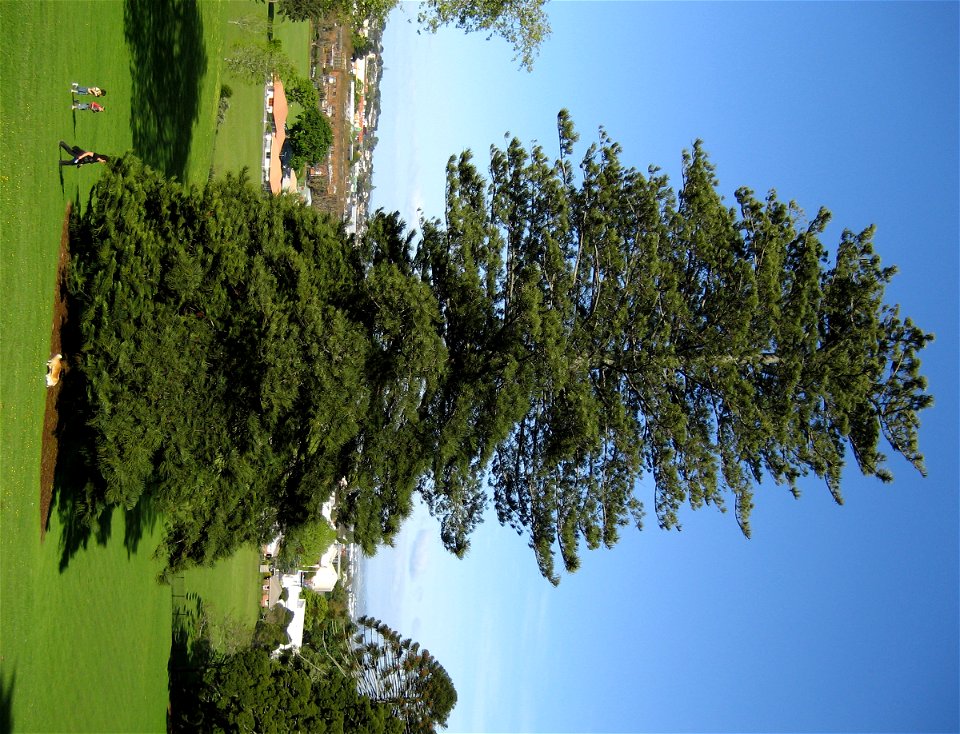 Araucaria heterophylla (Norfolk Island pine), mature specimen, Auckland, New Zealand. Taken at Monte Cecilia Park, Hillsborough, Auckland.