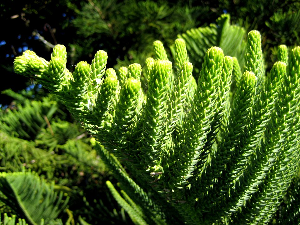 Araucaria heterophylla (Norfolk Island Araucaria), foliage from a mature specimen, Auckland, New Zealand. Taken at Monte Cecilia Park, Hillsborough, Auckland.