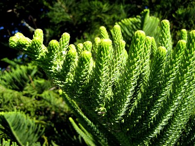 Araucaria heterophylla (Norfolk Island Araucaria), foliage from a mature specimen, Auckland, New Zealand. Taken at Monte Cecilia Park, Hillsborough, Auckland.