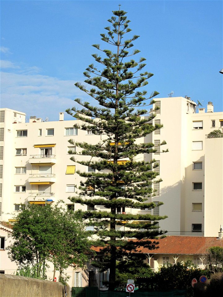 Araucaria heterophylla in Cap-Martin, Alpes-Maritimes, France.