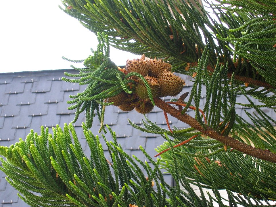 Piñas de Araucaria heterophylla (O Grove).