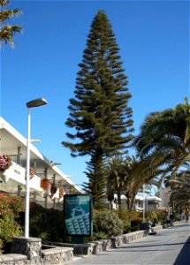Araucaria columnaris in Gran Canaria, Playa del Inglés. The coordinates are for the tree.