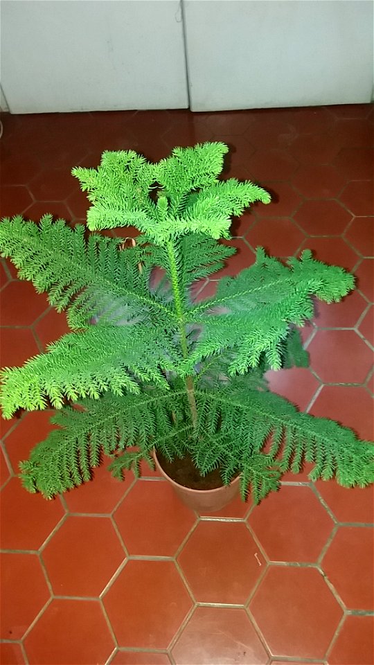 Araucaria excelsa (syn. en:Araucaria heterophylla) in pot.