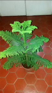 Araucaria excelsa (syn. en:Araucaria heterophylla) in pot.