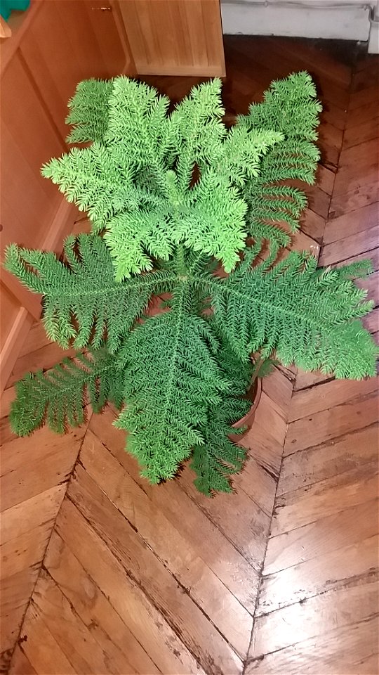 Araucaria excelsa (syn. en:Araucaria heterophylla) in pot.