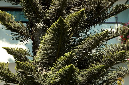 Araucaria columnaris in Gran Canaria, Playa del Inglés.
Camera location27° 45′ 16.1″ N, 15° 34′ 10.7″ W View this and other nearby images on: OpenStreetMap 27.754472