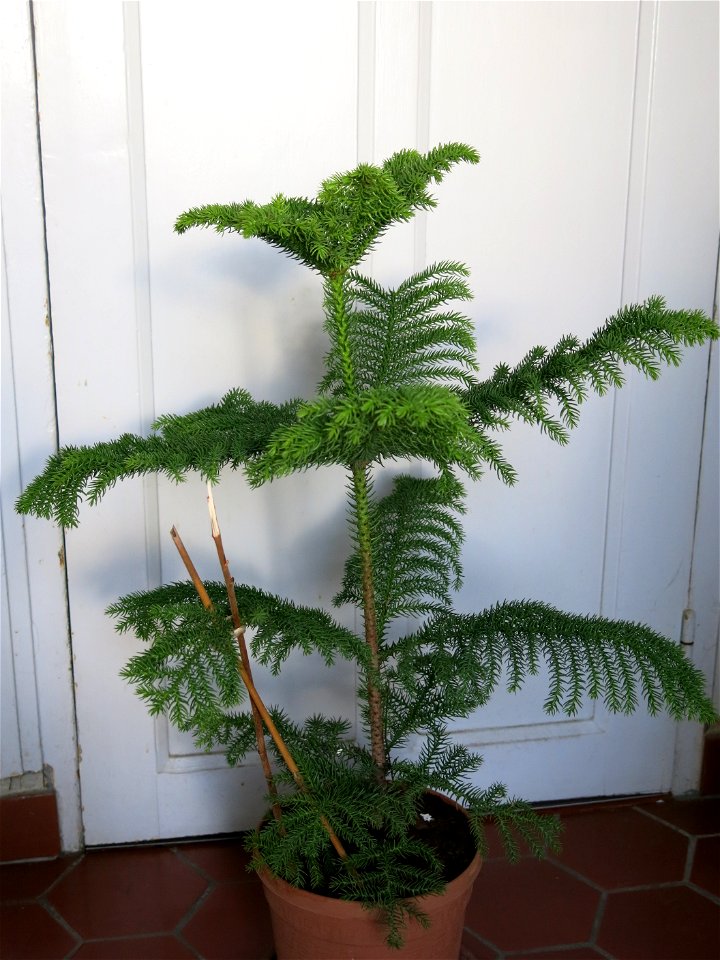 Araucaria excelsa (syn. en:Araucaria heterophylla) in pot.