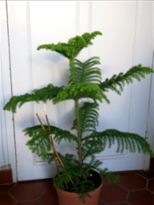 Araucaria excelsa (syn. en:Araucaria heterophylla) in pot.