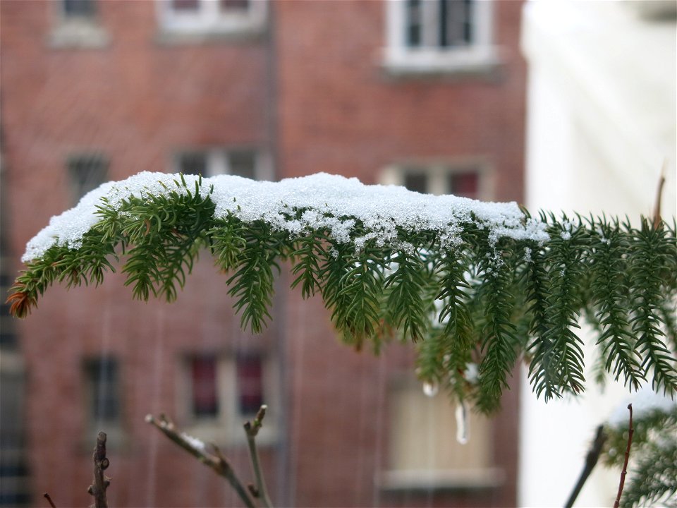 Araucaria excelsa (syn. en:Araucaria heterophylla) in pot with remnants of snow.