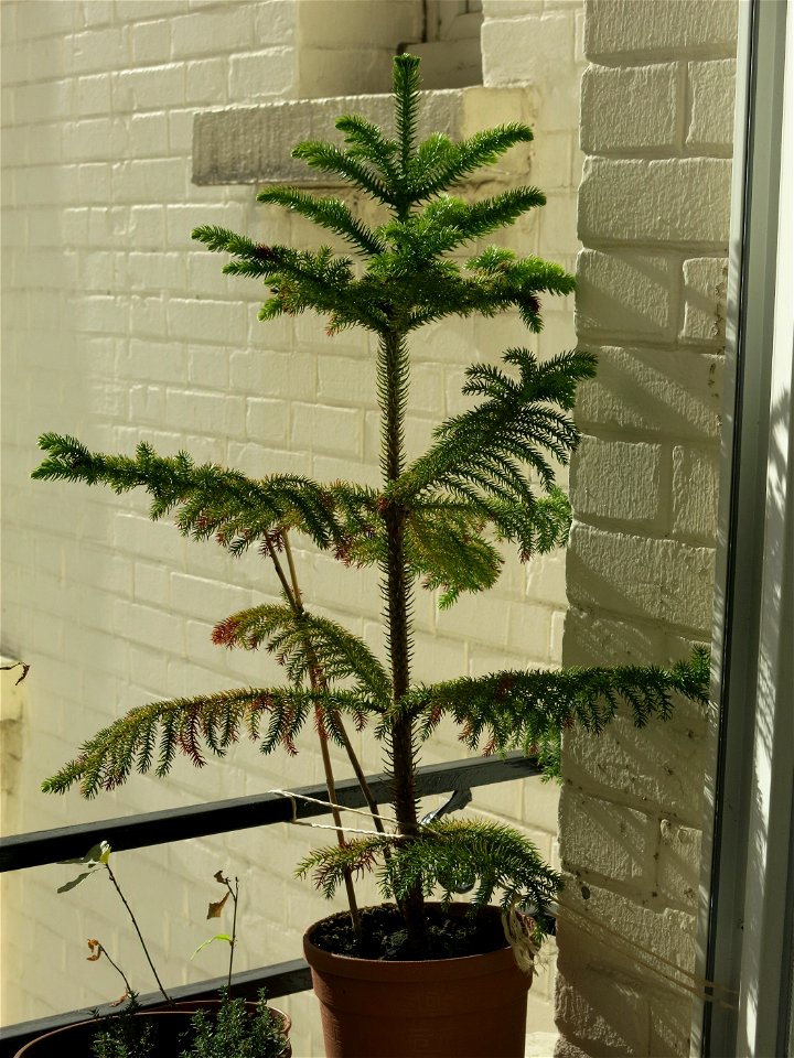 Araucaria excelsa (syn. en:Araucaria heterophylla) in pot.