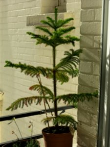 Araucaria excelsa (syn. en:Araucaria heterophylla) in pot.
