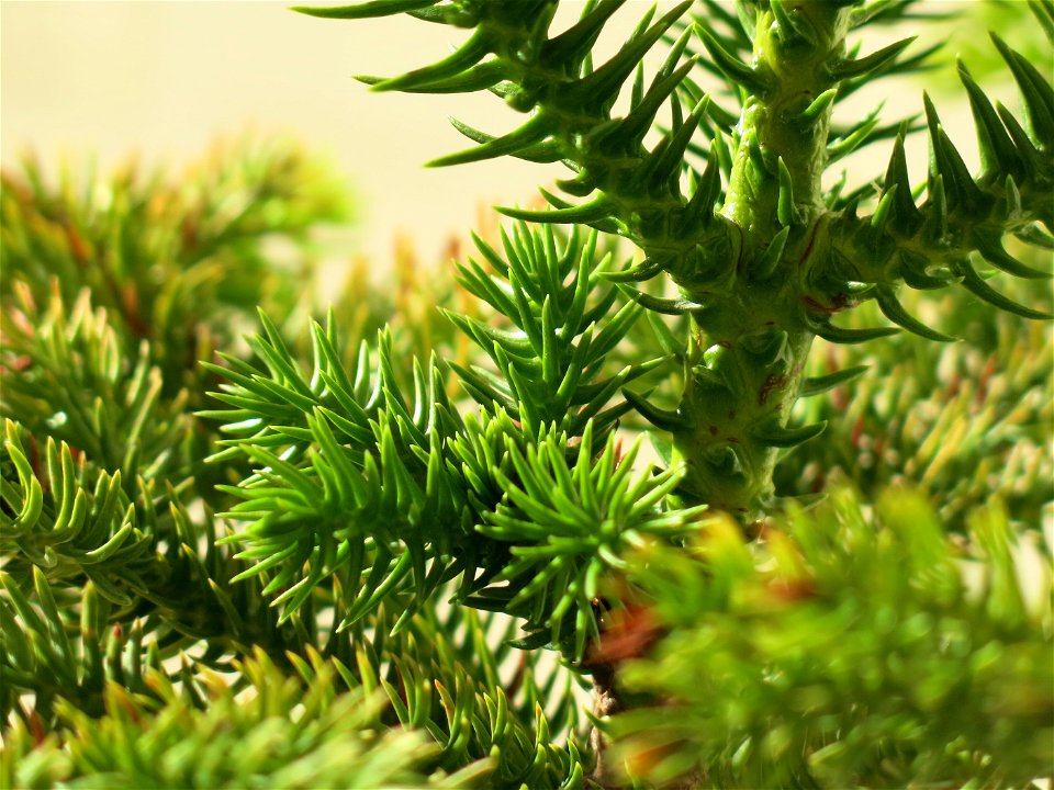 Araucaria excelsa (syn. en:Araucaria heterophylla) in pot.