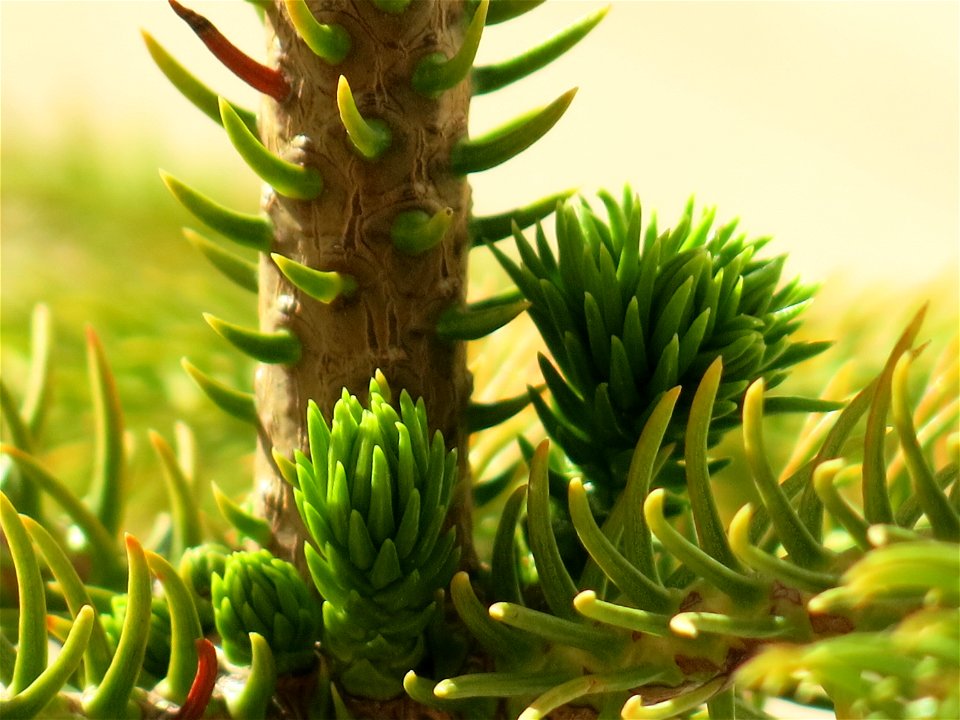Araucaria excelsa (syn. en:Araucaria heterophylla) in pot.