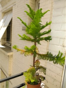 Araucaria excelsa (syn. en:Araucaria heterophylla) in pot.