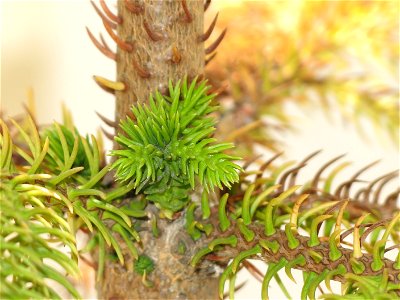 Araucaria excelsa (syn. en:Araucaria heterophylla) in pot.