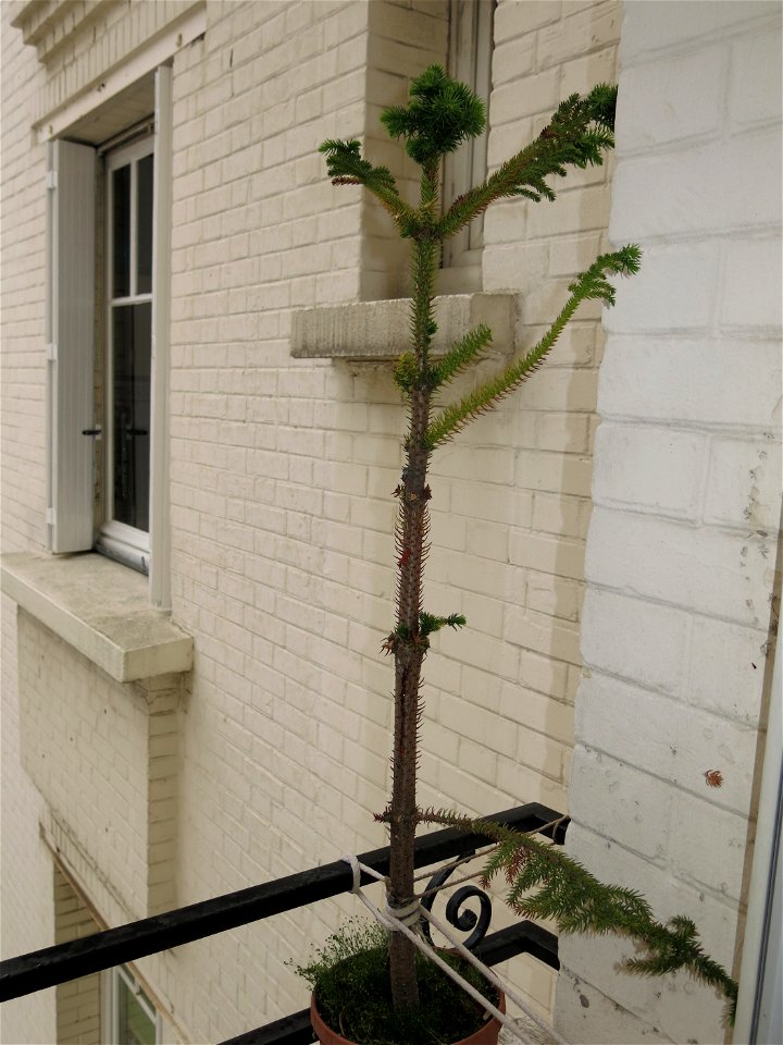Araucaria excelsa (syn. en:Araucaria heterophylla) in pot.