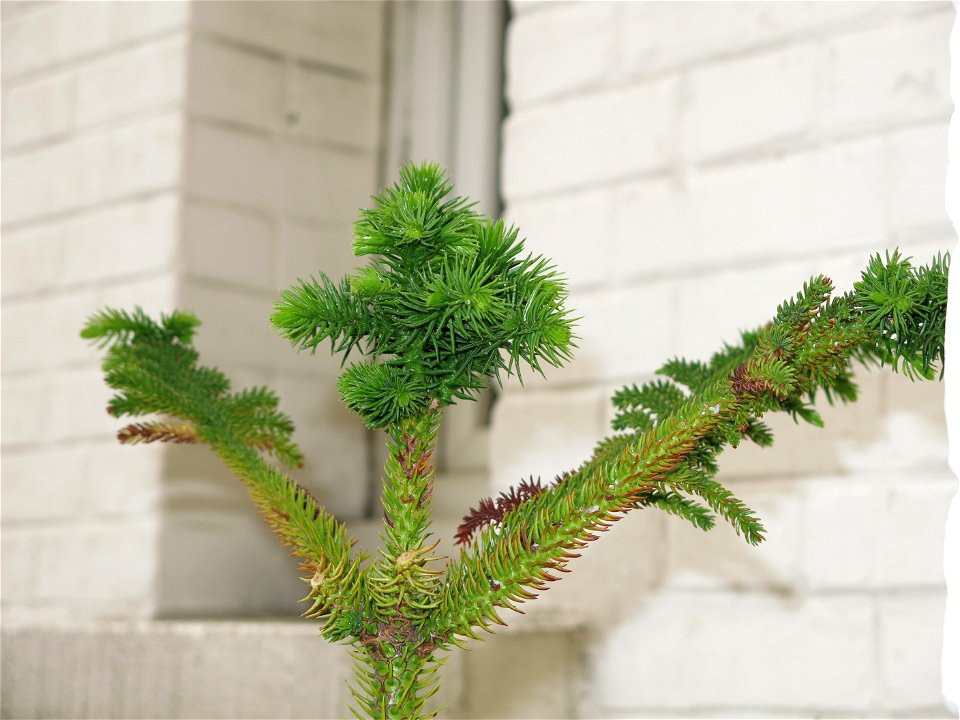 Araucaria excelsa (syn. en:Araucaria heterophylla) in pot.