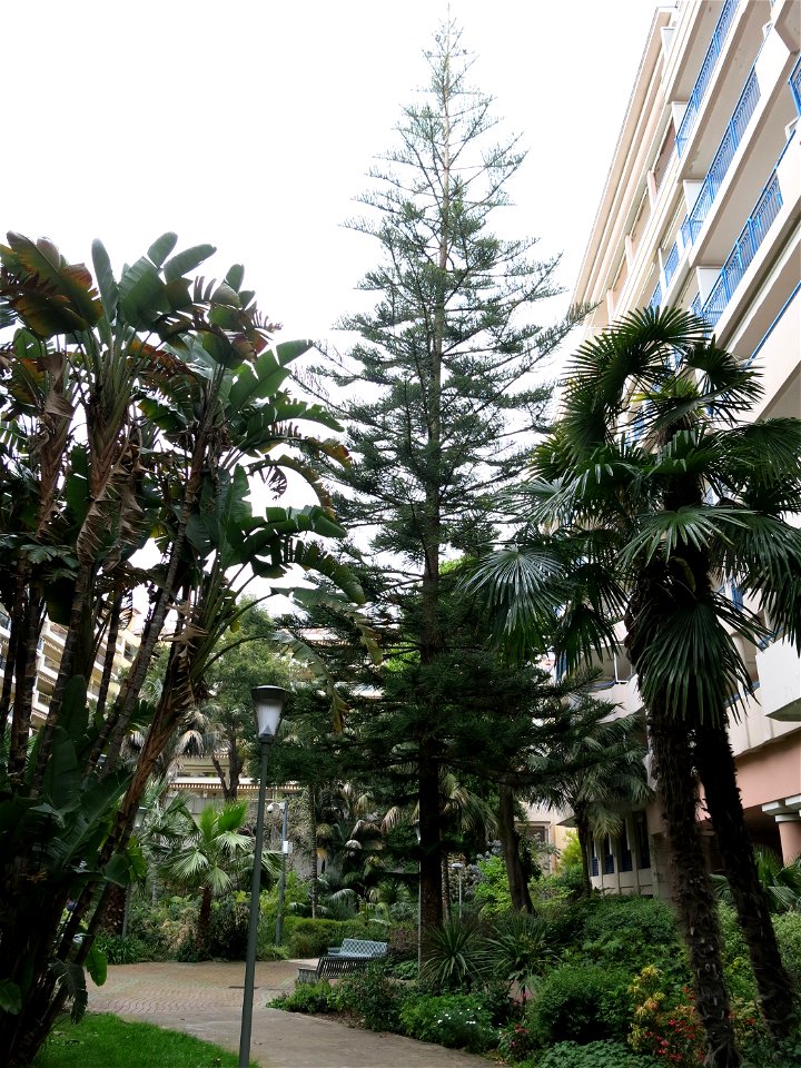 Araucaria excelsa in the square des États-Unis in Menton (Alpes-Maritimes, France).