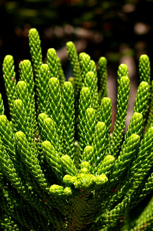 Araucaria heterophylla