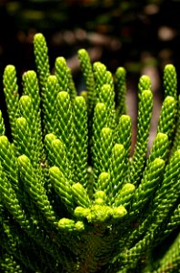 Araucaria heterophylla