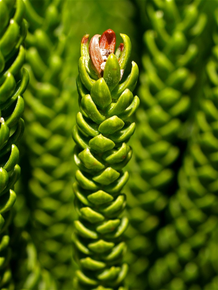 Araucaria heterophylla