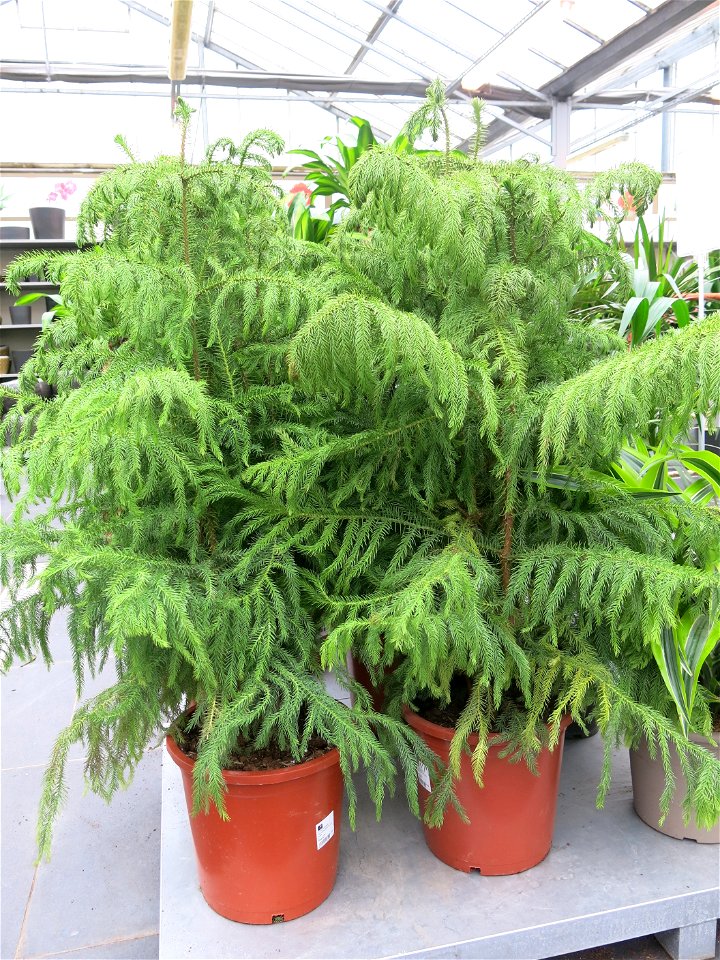 Araucaria heterophylla in a garden centre. Identified by its commercial botanic label.