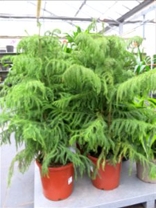 Araucaria heterophylla in a garden centre. Identified by its commercial botanic label.