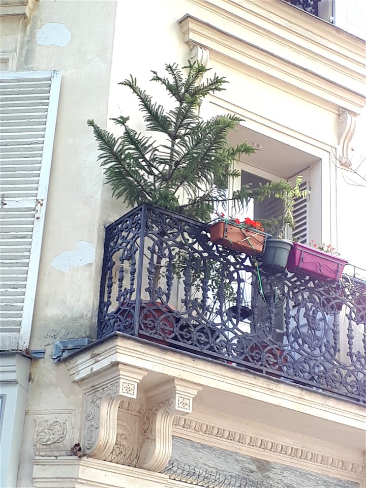 Araucaria on balcony, place des Abbesses, Paris 18th arrond., France