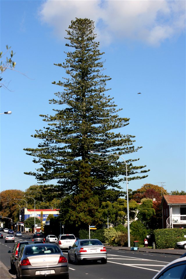 An old Norfolk pine, Araucaria heterophylla, 219 Manukau Road, Epsom, Auckland, New Zealand. At over 45 metres tall, this is the tallest tree of any species in Auckland, and one of the tallest A. hete