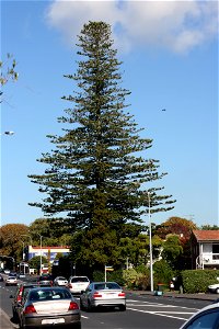 An old Norfolk pine, Araucaria heterophylla, 219 Manukau Road, Epsom, Auckland, New Zealand. At over 45 metres tall, this is the tallest tree of any species in Auckland, and one of the tallest A. hete photo