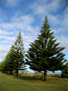 Araucaria heterophylla (Norfolk Island pines), Ōhope, near Whakatāne, New Zealand.
