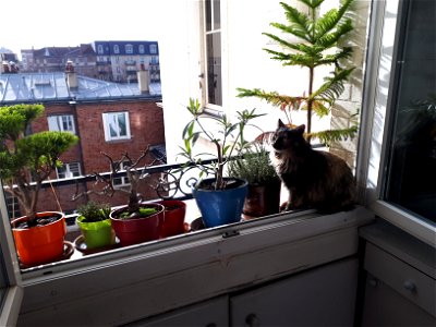 Cat in front of bonsais on a balcony.