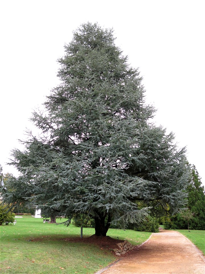 Atlas Cedar of the Arboretum of the la Roche-Bagnoles castle (Orne, France).