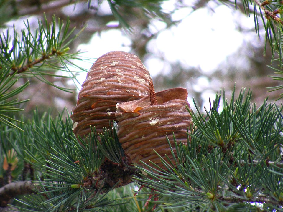 Two cedar cones -- one intact, the other one half intact.