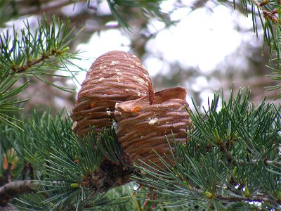 Two cedar cones -- one intact, the other one half intact.