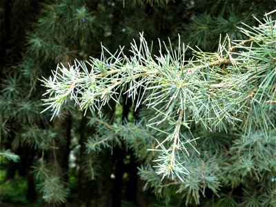 Plant specimen in the Kunming Botanical Garden, Kunming, Yunnan, China.