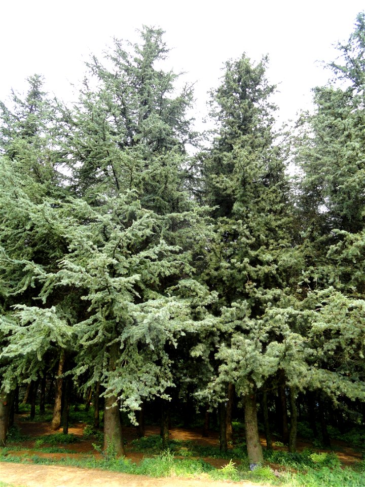 Plant specimen in the Kunming Botanical Garden, Kunming, Yunnan, China.