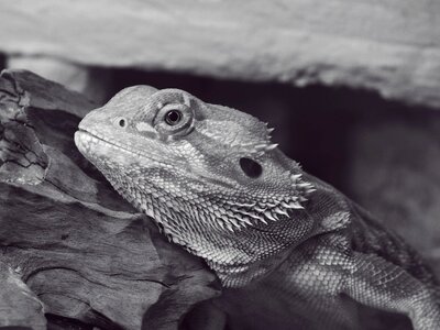 Animal agame close up