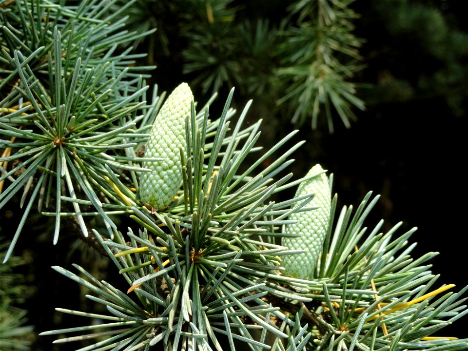 Plant specimen in the Kunming Botanical Garden, Kunming, Yunnan, China.