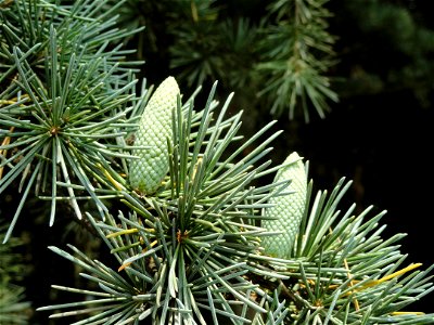 Plant specimen in the Kunming Botanical Garden, Kunming, Yunnan, China.