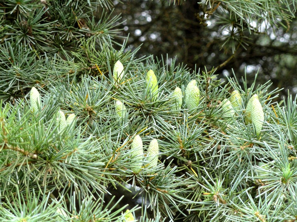 Plant specimen in the Kunming Botanical Garden, Kunming, Yunnan, China.