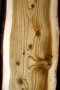 Longitudinal section of Cedrus deodara - cultivated tree grown in Johannesburg, South Africa