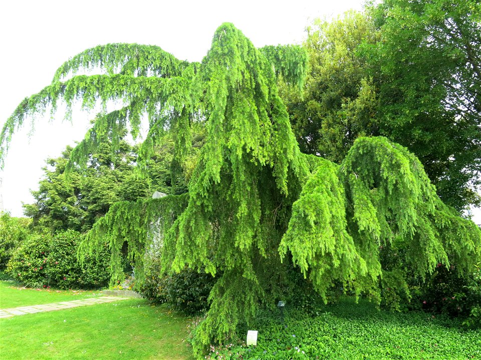 Cedrus deodara 'pendula' in the plants garden in Avranches (Manche, France). Identify by botanic label.