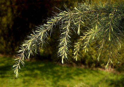 Deodar