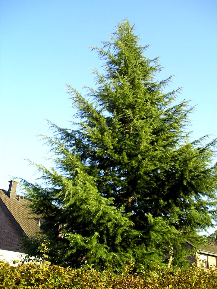 Himalajazeder (Cedrus deodara)