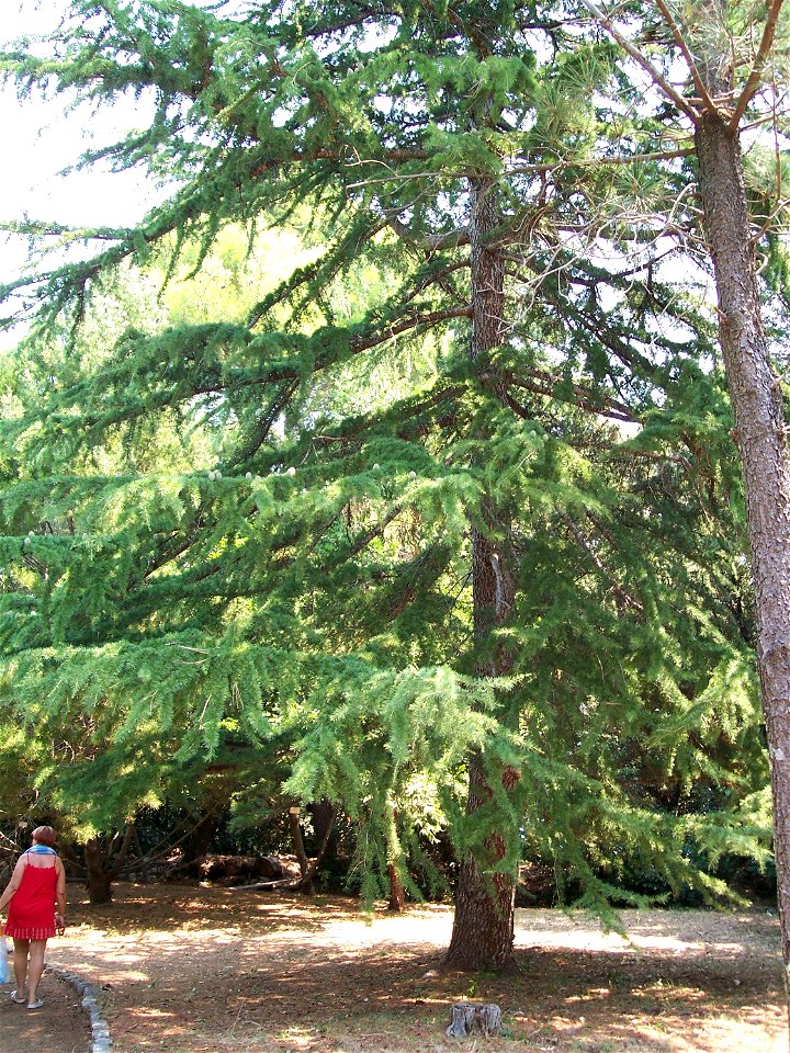 Cedrus deodara

Location
Botanical Garden on Lokrum isle (Croatia)