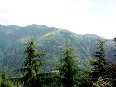 Dalhousie, Himachal Pradesh. Trees in foreground are Cedrus deodara.