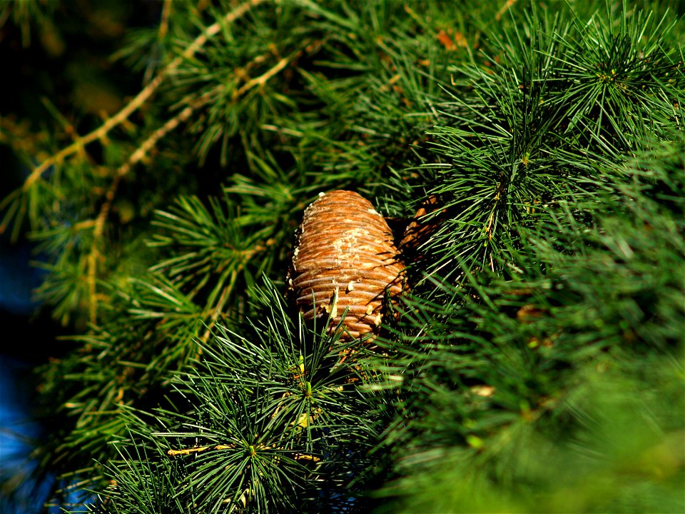 Cone of the Deodar Cedar (Cedrus deodara) in Cloppenburg, Germany.